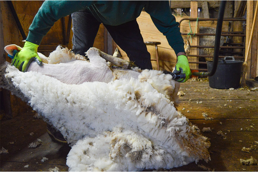 sheep shearing