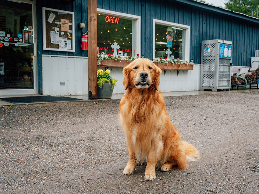Dog out front of Schindy's